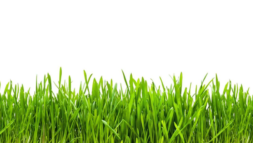 Grass